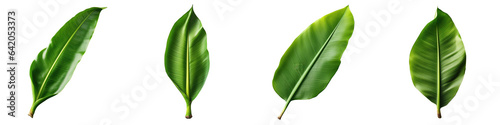 A banana leaf on a transparent background with clipping path