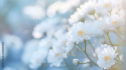 菊の花の先生で美しい球ボケの写真