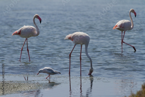 Flamingos in Ria Formosa, Faro, Algarve, Portugal