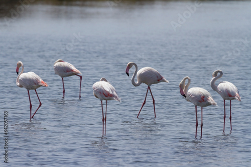 Flamingos in Ria Formosa, Faro, Algarve, Portugal