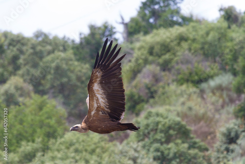 Griffon Vulture, Las Arribes del Duero Natural Park, Aldeadavila de la Ribera, Salamanca, Spain photo