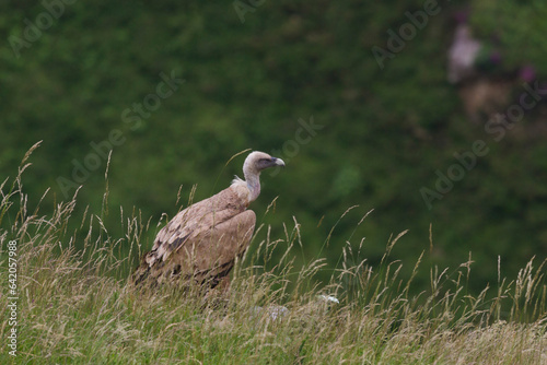 Vulture in Estacas de Trueba pass, Cantabria, Spain photo