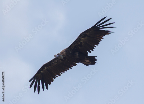 Black Griffon Vulture  Las Arribes del Duero Natural Park  Aldeadavila de la Ribera  Salamanca  Spain
