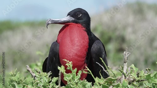 Magnificent frigatebird, Fregata magnificens, a big black seabird with a characteristic red gular sac. Male frigate bird nesting with inflated sack, galapagos islands, Ecuador, South America. photo