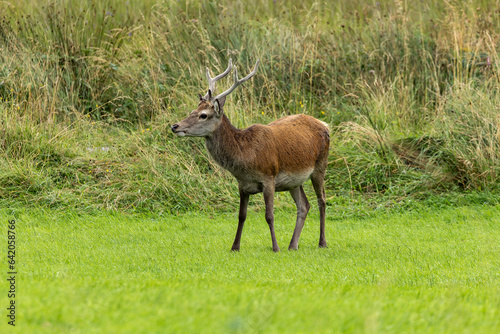 A Red Deer standing in a field near the Glenfinnan Viaduct, Scotland
