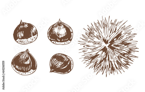 栗の手描き風イラスト