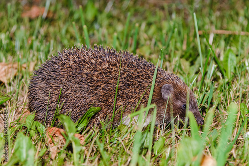 A hedgehog hide in the garden.Hedgehog looking for food.Wildlife in Europe.West european hedgehog,rinaceus europaeus,on a green meadow.Summer night.Closeup.