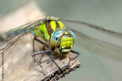 Сlose-up portrait of a dragonfly.