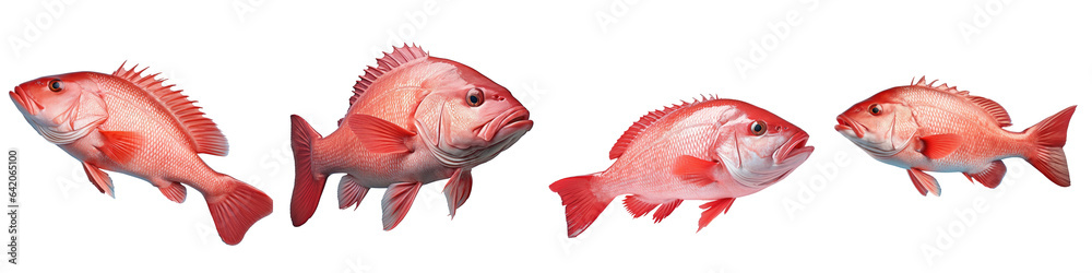 Fotografie Fresh red grouper fish on a transparent background