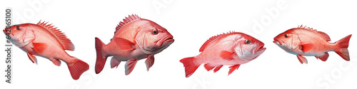Fresh red grouper fish on a transparent background photo