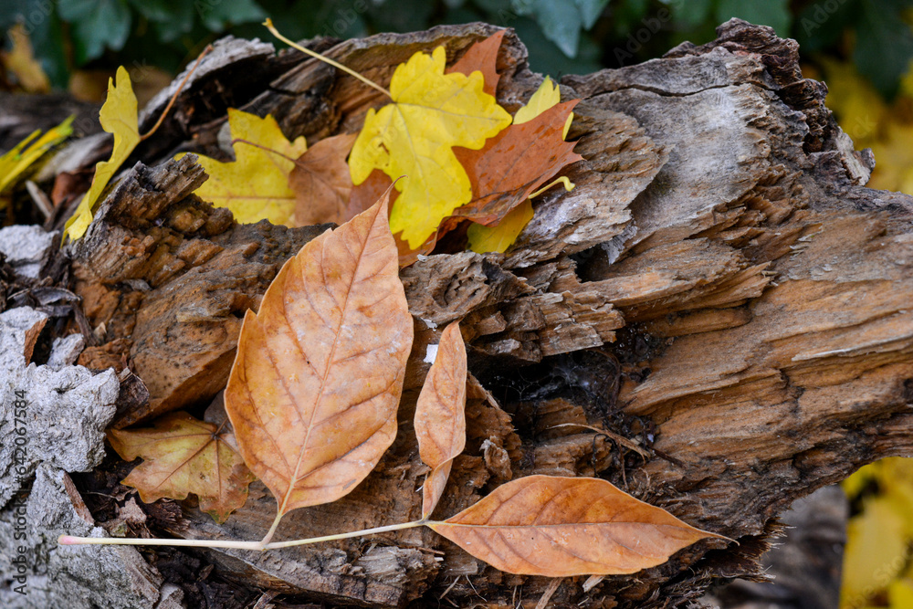 fallen autumn leaves on the brown log