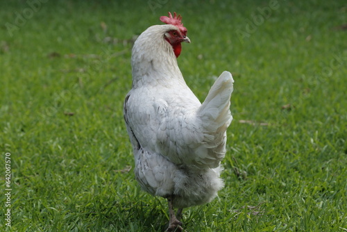 chicken on grass