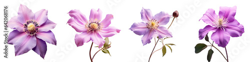 Colourful photo of a purple clematis flower on a transparent background photo