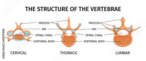 Structure Of Vertebrae Composition