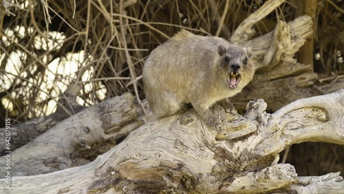 Rock Hyrax (Procavia capensis) making teritorial calls in the desert