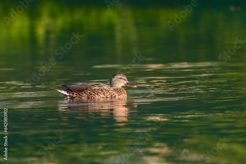 Wallpaper Mural mallard duck swimming on the surface of a pond in the morning light Torontodigital.ca