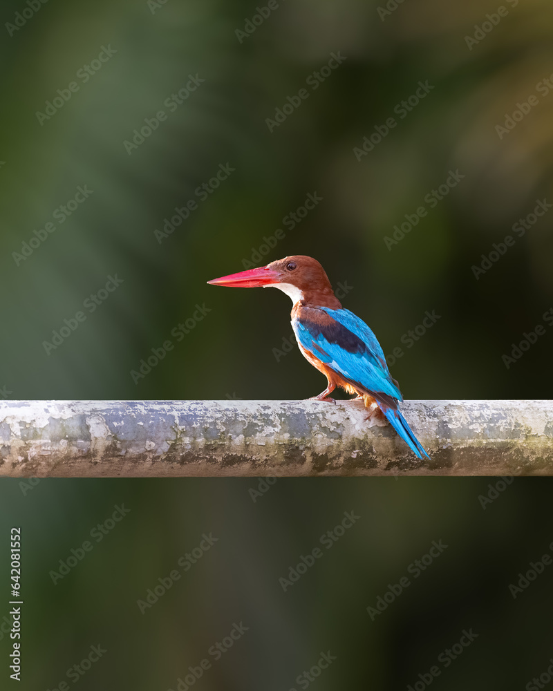 Obraz premium White-throated kingfisher perched on a metal tube