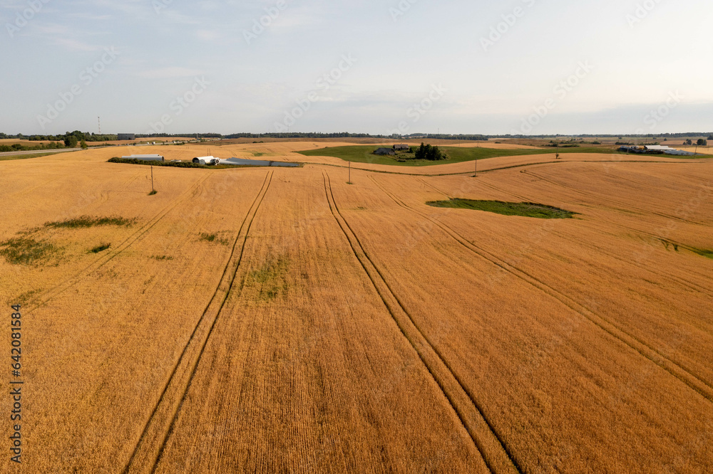 Drone photography of yellow grain agriculture field