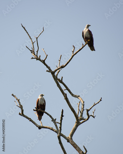 Pair of Brahminy kites perched on a dead tree