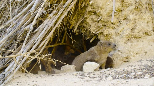 Suckling Rock hyraxes (Procavia capensis)