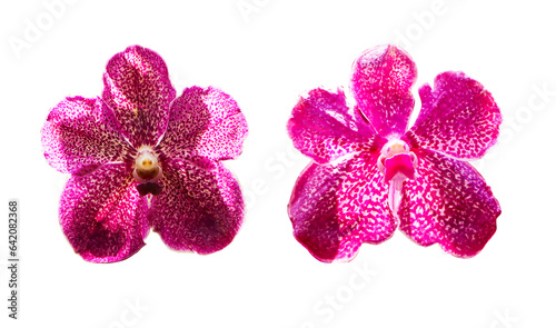 Inflorescence pink. Vanda and Ascocenda orchid bunch flower three type isolated on white background. Abbreviated as Asda in horticultural trade, is man-made hybrid genus resulting. photo