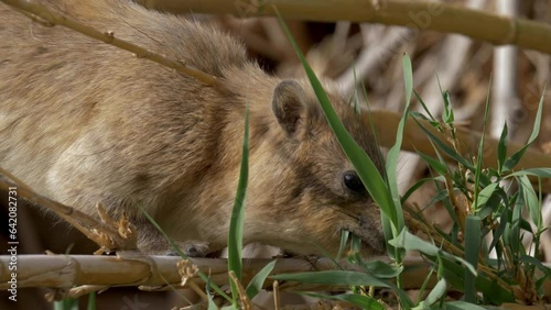 Close up of Rock Hyrax (Procavia capensis) eating reed leaves