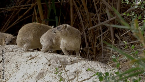 Rock Hyrax (Procavia capensis) sitting on the rock yawning and grooming