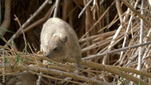Close up of Rock Hyrax (Procavia capensis) eating reed leaves