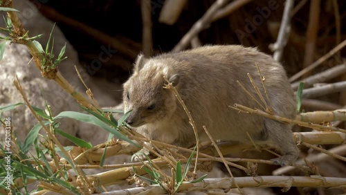 Close up of Rock Hyrax (Procavia capensis) eating reed leaves