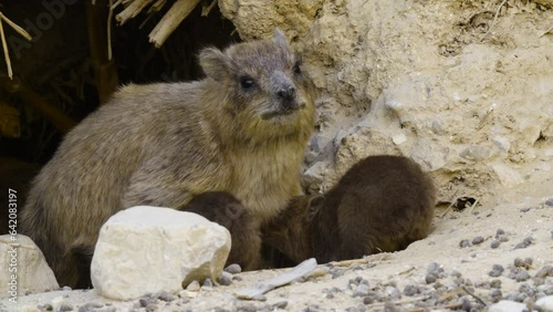 Suckling Rock hyraxes (Procavia capensis)