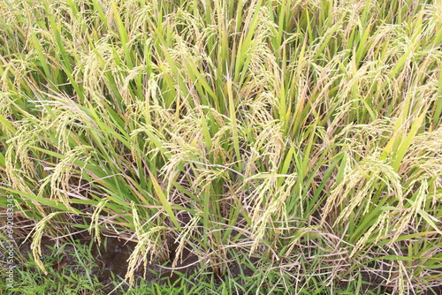 Rice field. Close-up to rice seeds in ear of paddy. Close up of yellow green rice field.