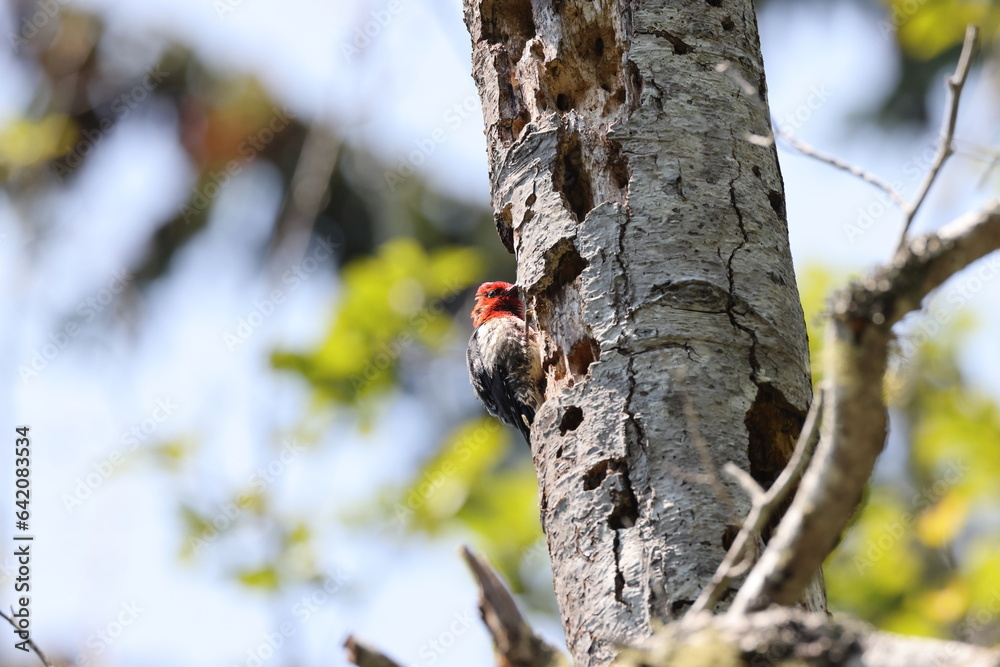 Obraz premium Red-headed Woodpecker (Melanerpes erythrocephalus) Vancouver Island, British Columbia, Canada