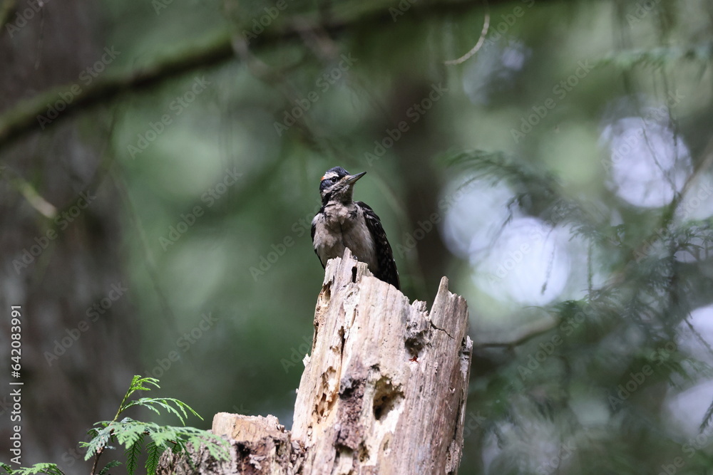 Hairy Woodpecker Vancouver Island, British Columbia, Canada Hairy Woodpecker Vancouver Island, British Columbia, Canada