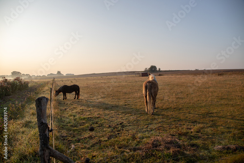 Horses in a pasture in the morning at sunrise with light fog