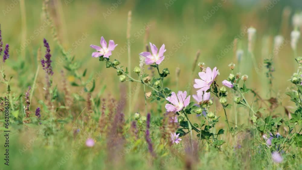 Blooming mallow flowers gently sway in light breeze in green meadow on sunny summer day. Video has shallow depth of field. Perfect for nature, summer and floral-themed projects