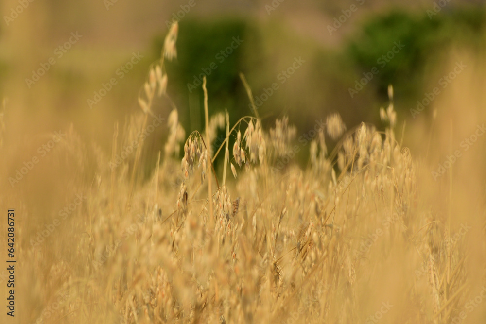 crop in a field crop in a field