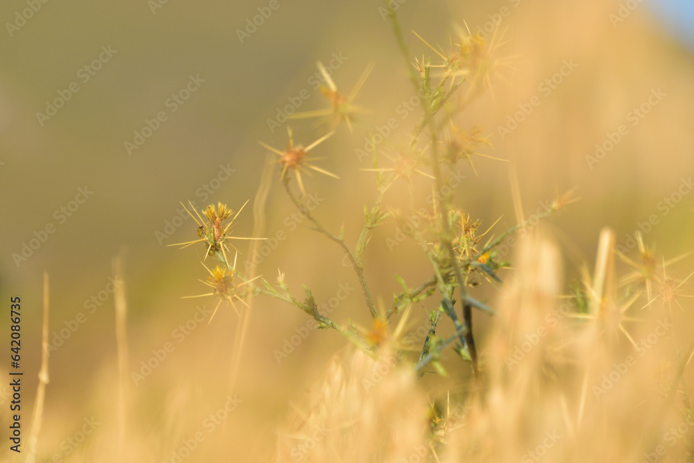 Fototapeta premium Thistle in golden wheat field