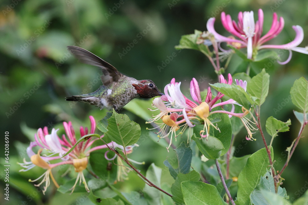 Obraz premium Annas Hummingbird Vancouver Island, British Columbia, Canada