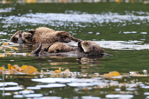 Sea Otter (Enhydra lutris) Vancouver Island, British Columbia, Canada
