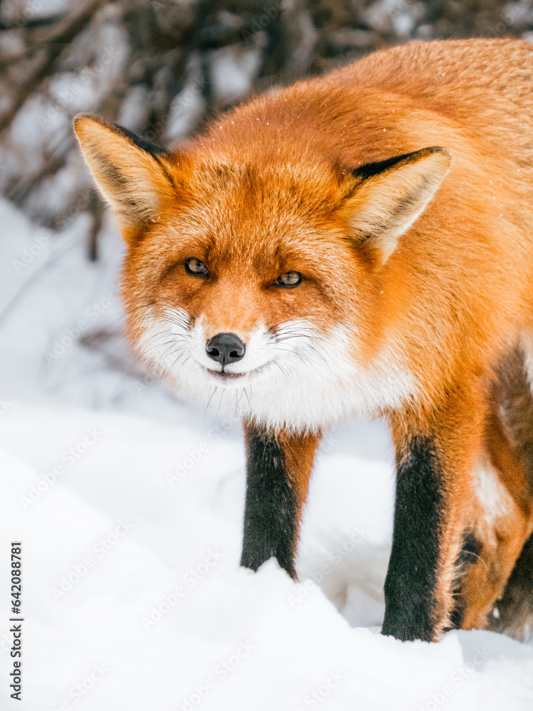 Obraz premium OLYMPUS DIGITAL CAMERA