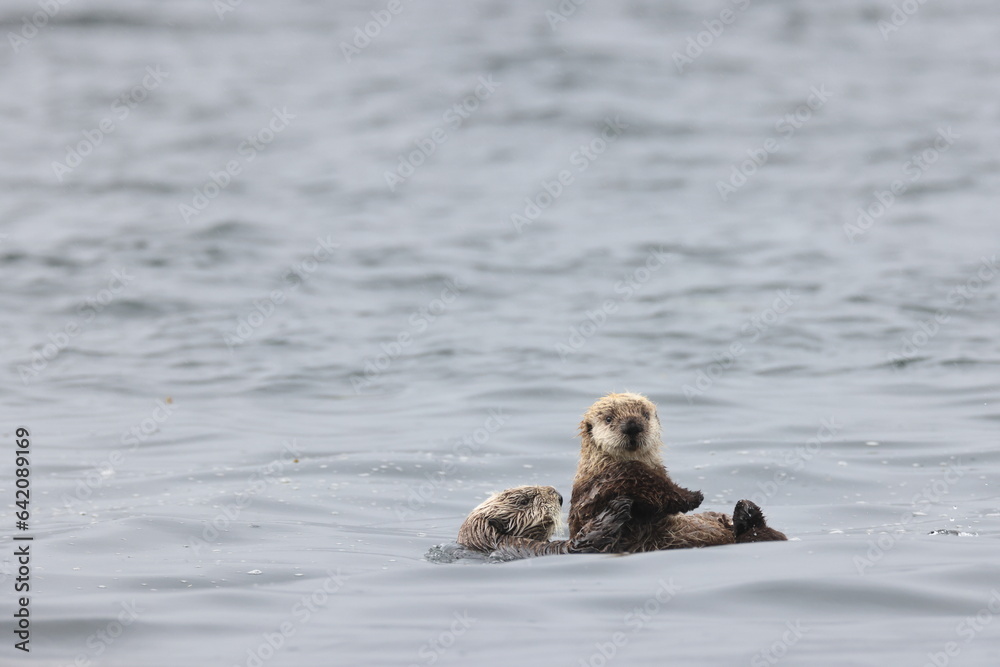 Fototapeta premium Sea Otter (Enhydra lutris) Vancouver Island, British Columbia, Canada