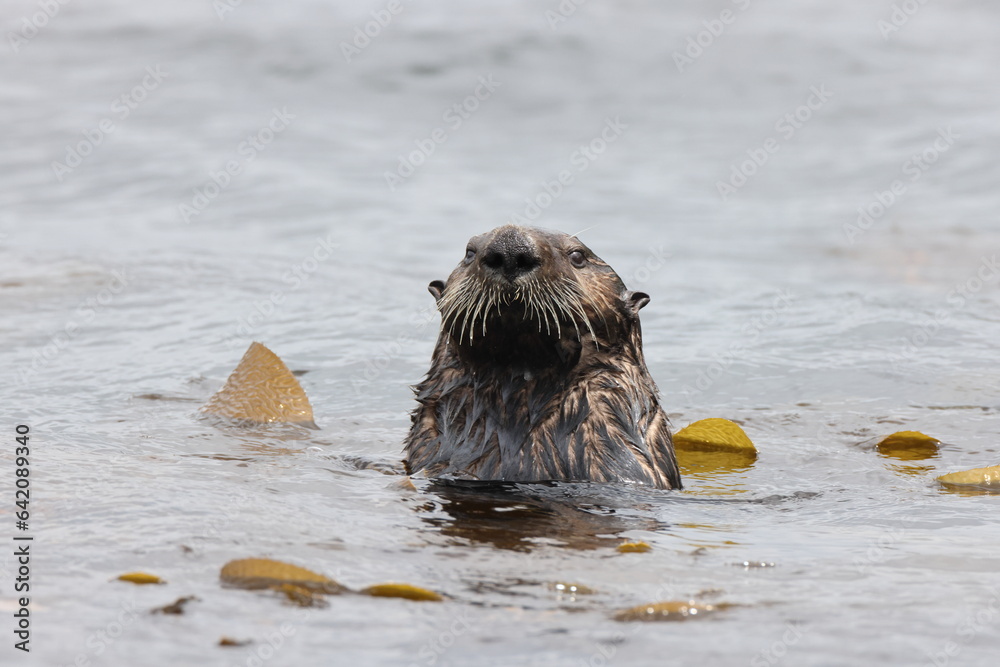 Fototapeta premium Sea Otter (Enhydra lutris) Vancouver Island, British Columbia, Canada