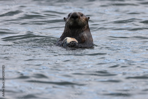 Sea Otter (Enhydra lutris ) with shell Vancouver Island, British Columbia, Canada