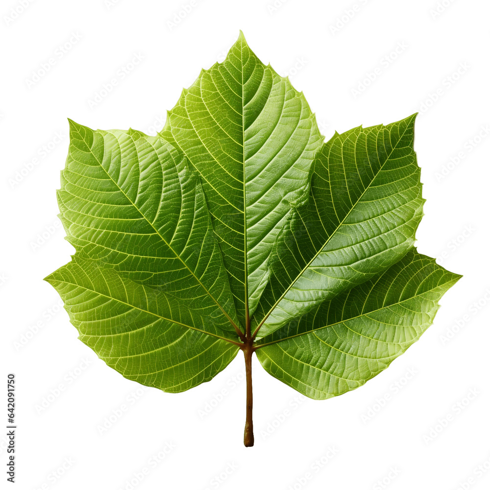 green leaf overhead view flat lay. green leaf png. leaf isolated. leaf flat lay. nature and greenery green leaf overhead view flat lay. green leaf png. leaf isolated. leaf flat lay. nature and greenery