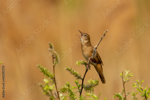 Male of the Savi's warbler (Locustella luscinioides) singing on a meadow