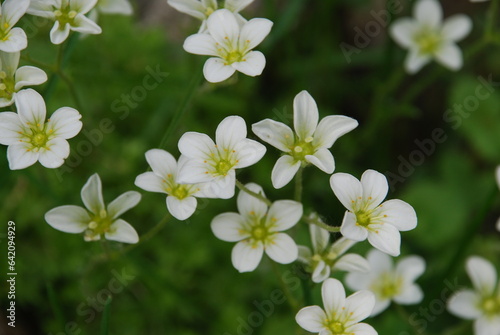 Claytonia small white flowers in a flower bed. The popular name is spring beauty. Early flowering genus, blooms in early spring. It has white 5-petal flowers with a pale green center.