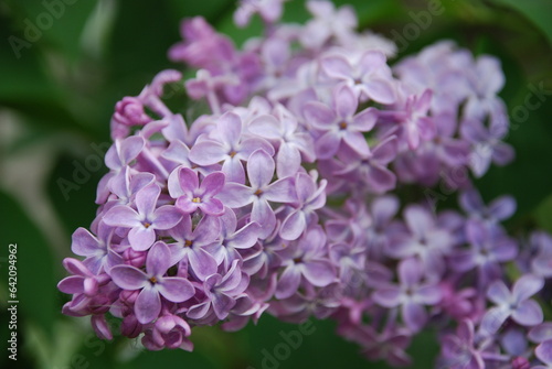 A branch of lilac flowers. The first flowers began to bloom on a branch of a shrub. Some of the buds are still closed, some have already blossomed. Purple flowers with small petals.