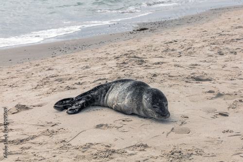 Seal on the sand on the shore of the North sea.