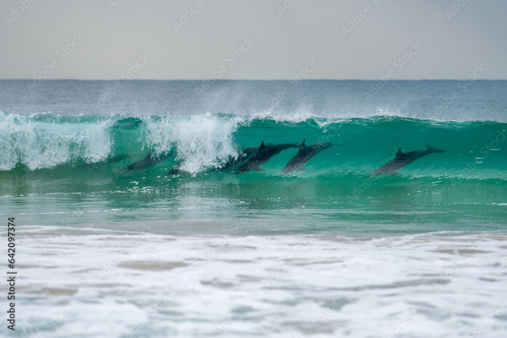 Fototapeta premium dolphin surfing waves on a beach