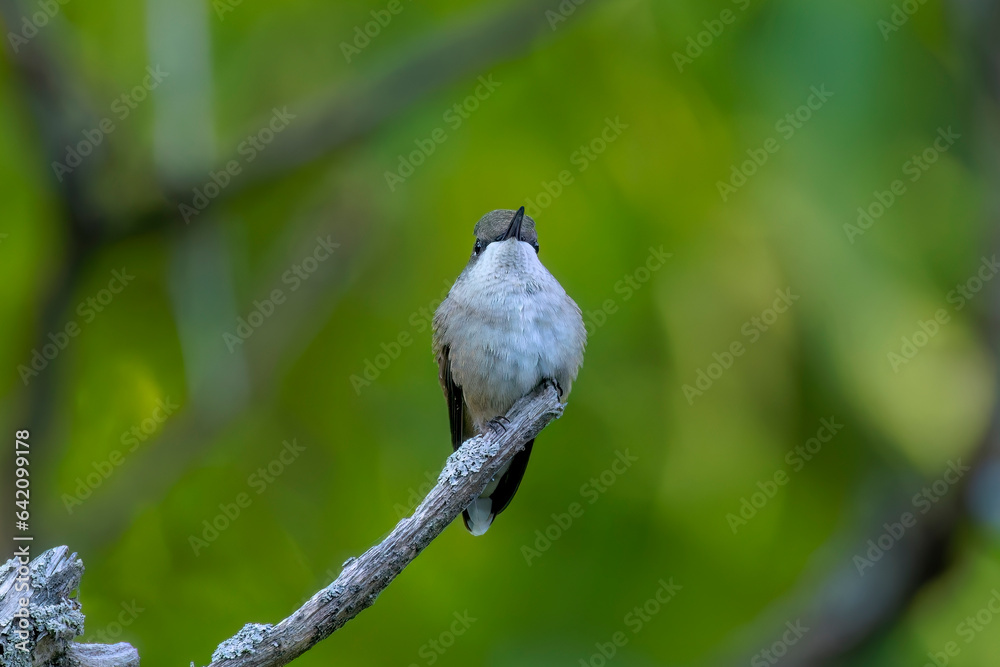 Fototapeta premium Ruby-throated hummingbird ( Archilochus colubris )